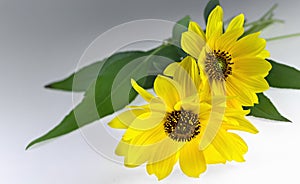 Two Arnica herbal blossoms photo