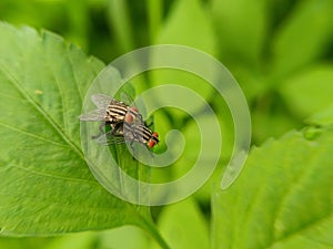 Two Arterigona exigua or seedling flies mating on a leaf