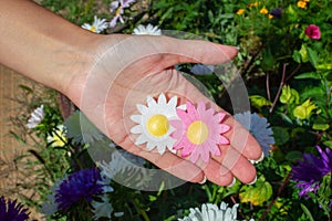 Two artificial chamomile flowers in the palms. Flower in a woman's hand. View from above