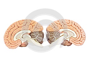 Two artificial human hemispheres