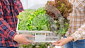 Two Asia farmers is harvesting vegetables from a hydroponic farm, Concept of growing organic vegetables and healthy food.