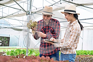 Two Asia farmers inspecting the quality of organic vegetables grown using hydroponics.