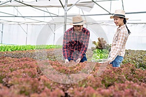 Two Asia farmers inspecting the quality of organic vegetables grown using hydroponics.