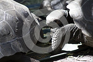 Two asian brown tortoises