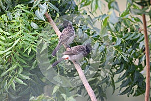 Two asian bulbuls