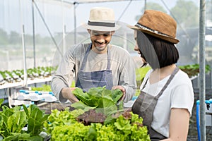 Two Asian couple farmers working in vegetables hydroponic farm with happiness. Man harvesting green oak and passing to woman. The