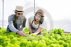 Two Asian couple farmers working in vegetables hydroponic farm with happiness. Man harvesting green oak and passing to woman. The