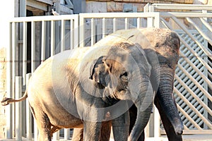Two Asian elephants