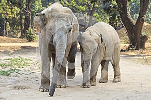 Two Asian elephants in jungle