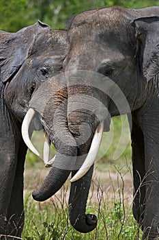 Two Asian elephants playing with each other. Indonesia. Sumatra. Way Kambas National Park.