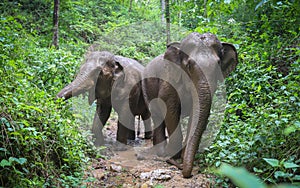 Two Asian elephants in a Thai wildlife sanctuary