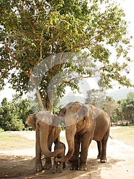 Two Asian Elephants with their cub photo