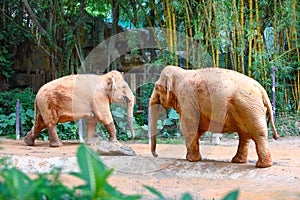 Two Asian elephants are walking in the zoo