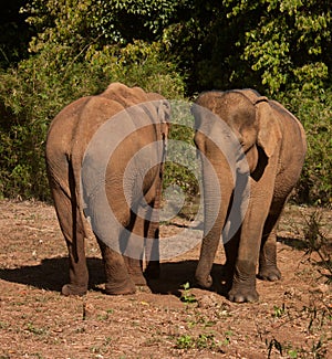 Two Asian female elephants next to each other in an elephant sanctuary in Mondulkiri in Cambodia