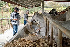 Two Asian man and woman farmer help to feed and check health of cows in stable with day light in their farm