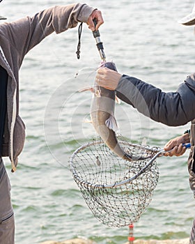 Two Asian men with fish lip gripper and landing net catching the catfish in Texas, USA