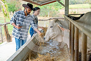 Two Asian man and woman farmers help to feed and check health of cows in stable with day light in their farm and man also hold