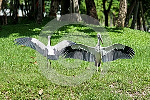 Two Asian Openbill spreading their wings