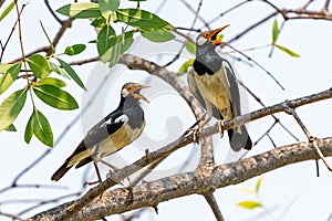 Two Asian Pied Starlings perching on Sonneratia caseolaris  perch