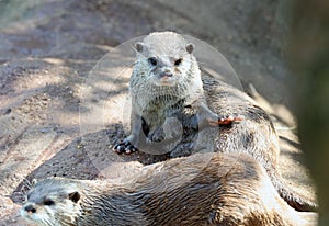 Two Asian Short Clawed Otters Cuddling