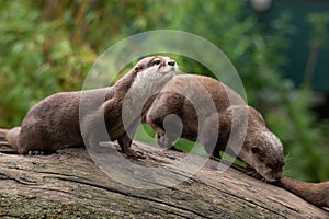 Two Asian small clawed otters in a zoo