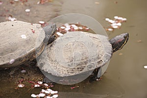 Two Asian turtles