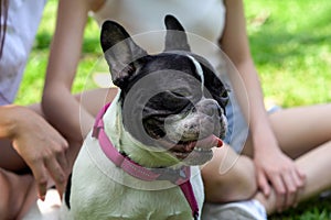 two asian young beautiful woman playing with french bulldog puppy in park outdoor . close up dog