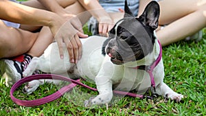 two asian young beautiful woman playing and Scratching belly with french bulldog puppy in park outdoor . close up dog