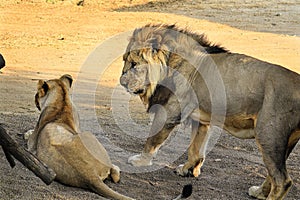 Two Asiatic lions resting on the forest floor at the Gir National Park in Gujarat.