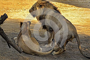 Two Asiatic lions resting on the forest floor at the Gir National Park in Gujarat. Asiatic Lion Walking