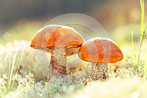 Two aspen mushrooms in reindeer moss close-up. Natural background