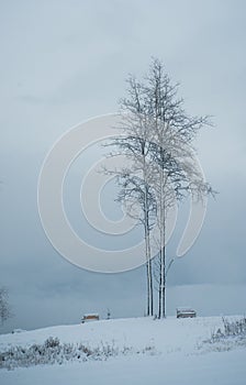 Two Aspen Trees and Two Benches - First Snow