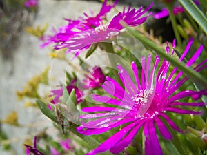 Two aster amellus