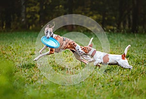 Two athletic and cheerful dogs playing in the park with light blue frisbee disc.