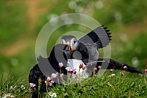 Two Atlantic Puffins having a discussion on Lunga Island in Scotland