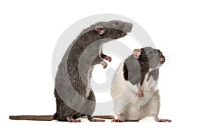 Two attentive Rats standing ,