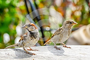 Two attractive sparrows on a table, regular inhabitants of the city
