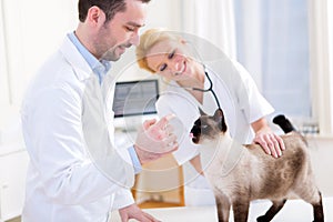 Two attractives veterinary surgeons examine a cat