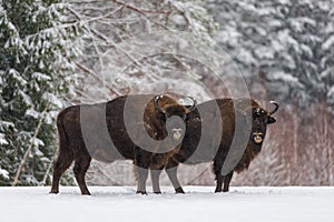 Due dente O dente. marrone dente bisonte  uno da attrazioni da foresta Bielorussia. 