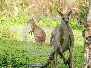 Two Australian brown kangaroos macropus rufus