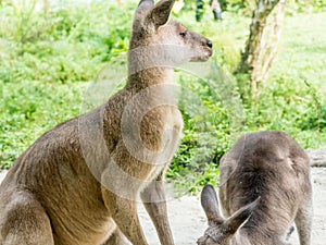 Two Australian brown kangaroos macropus rufus