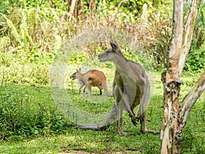 Two Australian brown kangaroos macropus rufus