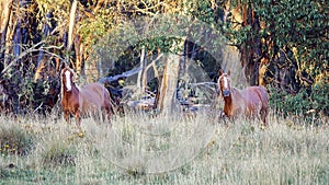 Two Australian Brumby Colts.