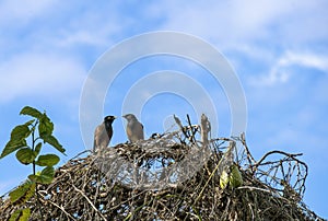 Two Australian Common Mynas (Acridotheres tristis)