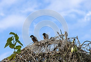 Two Australian Common Mynas (Acridotheres tristis)