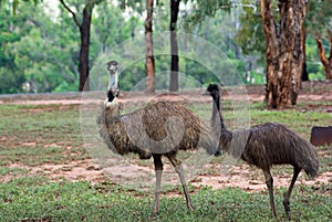 Two australian emus in wild