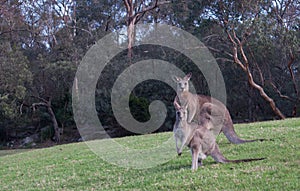 Two Australian kangaroos in grass field