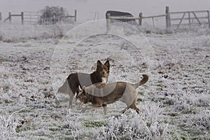 Two Australian Kelpies in a Cow Pasture Covered by Frozen Fog