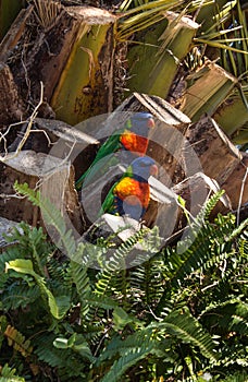 Two Australian native rainbow lorikeet parrot birds sitting in tree