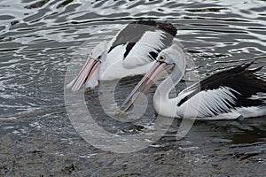 Two Australian Pelican making fishing in Camden River